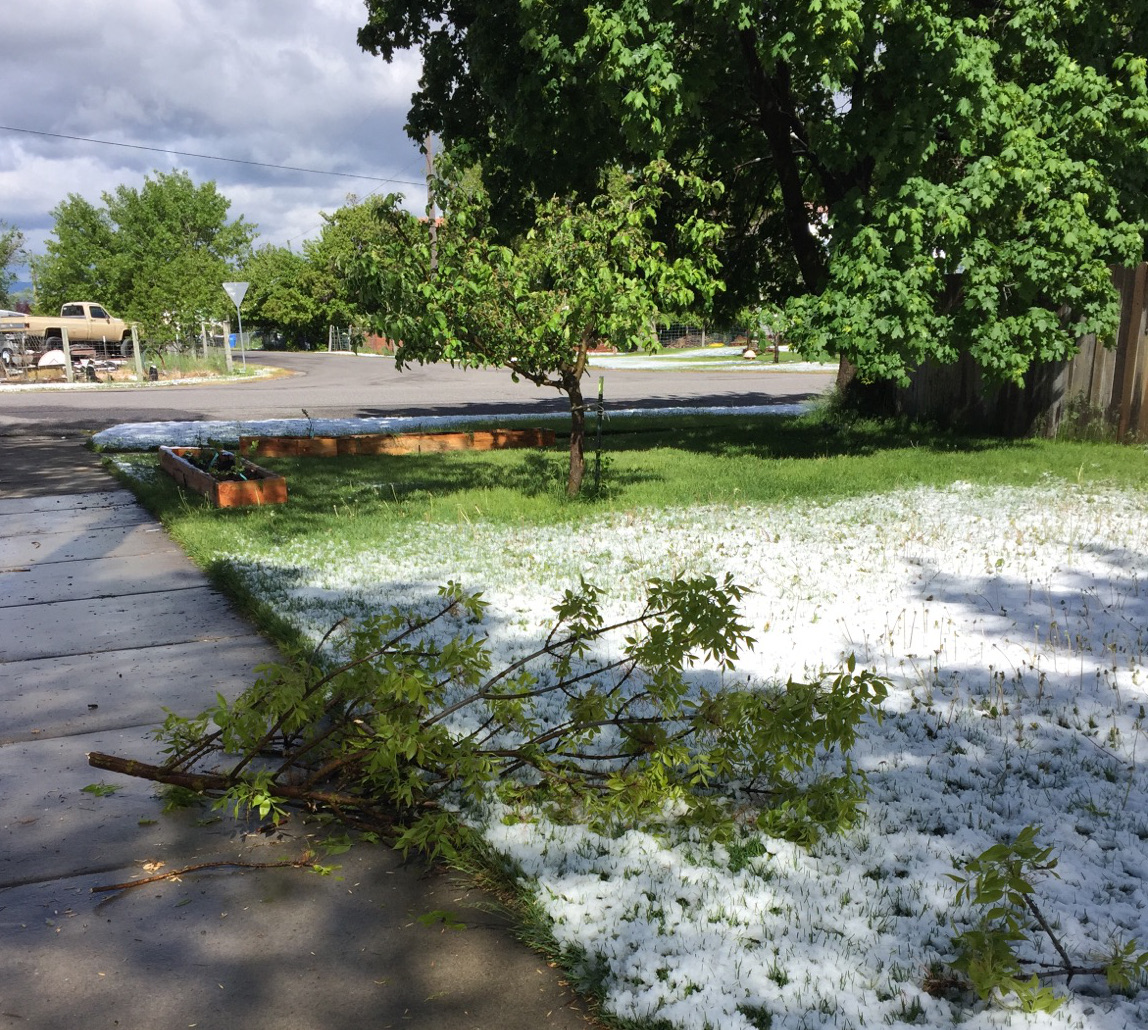 Snow in Spring